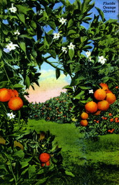 Florida orange groves