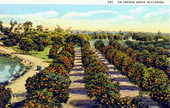 An Orange grove in Florida