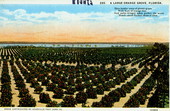 A large orange grove - Florida