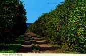 Orange groves in Florida