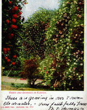 Roses and oranges in Florida