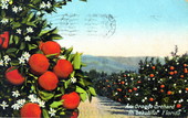 An Orchard in beautiful Florida