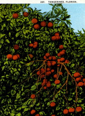 Tangerines - Florida