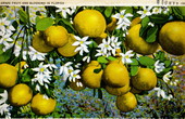 Grapefruit and blossoms in Florida