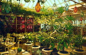 Patio room at the Kapok Tree Inn