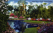 Azalea-time in Florida Cypress Gardens.