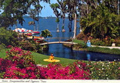 Roses, bougainvillea and cypress trees