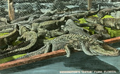 Reddington's "Gator" Farm.