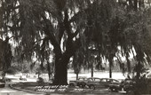 The Mighty oak - Madison, Fla.