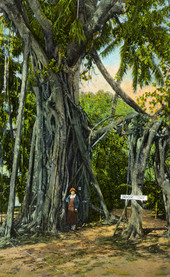 Famous banyan tree at the Wyldewood Tropical Nurseries in Fort Lauderdale, Florida.