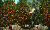 Garnett orange grove, St. Augustine, Fla.