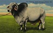 "Emperor", grand champion Brahman bull in Osceola County.