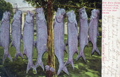 One day's catch of silver fish (tarpon) - gamest fish that swims