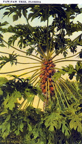 Paw paw tree - Florida.