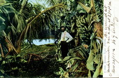 Banana grove - Florida