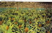 Pineapple farm in Florida