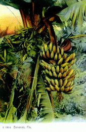 Bananas - Florida.