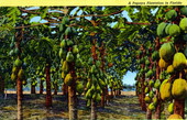 A papaya plantation in Florida.