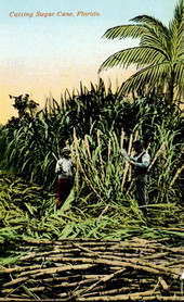 Cutting sugar cane - Florida