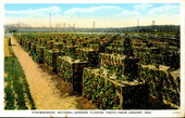 Strawberries - National Gardens, Florida