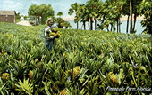 Pineapple farm - Florida.