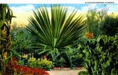A cactus garden - Florida
