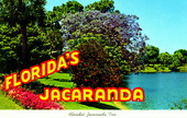 Florida's jacaranda tree :