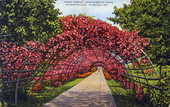 Rose arbor, Confederate Park - Jacksonville, Florida