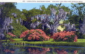 A beautiful southern scene - azaleas, live oaks and Spanish moss