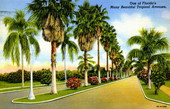 One of Florida's many beautiful tropical avenues.