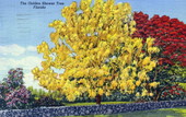 The golden shower tree.