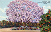 Jacaranda tree (Acutifolia) in full bloom - Florida