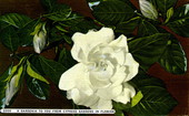 A gardenia to you from Cypress Gardens in Florida