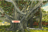 The Great Banyan Tree at Thomas A. Edison's winter home in Fort Myers.