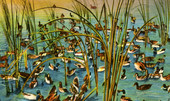 Wild ducks feeding in an Everglades marsh, Miami, Florida.