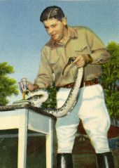 Ross Allen milking diamondback rattlesnake at Silver Springs.