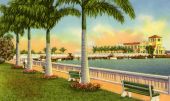 Royal palms along the yacht basin in Bradenton.