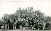 The giant oak at Dixieland Park in Jacksonville.
