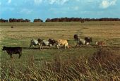 Brahman cattle grazing in the Lake Okeechobee Region.