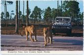 Round-up time at the Lion Country Safari theme park in West Palm Beach.