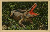 A hungry alligator in Florida.