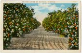 Orange grove in blossom, Florida.