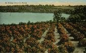 An orange grove in Florida.