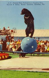 Trained bear performing at Ringling Bros., Barnum & Bailey winter quarters, Sarasota, Fla.