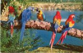 Macaws at the Busch Gardens attraction in Tampa.