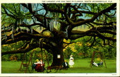 The largest live oak in Florida- South Jacksonville, Florida