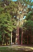Historic "Senator" at Big Tree Park in Longwood.