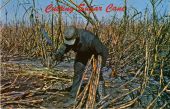 Cutting sugar cane.