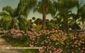 Azaleas in Florida - The Sunshine State.