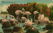 Flamingos and nests, Florida.